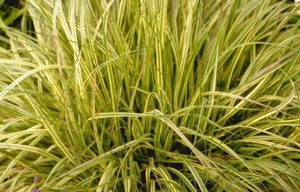 Pijpestrootje - Molinia caerulea 'Variegata'