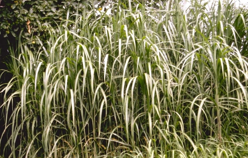 Miscanthus floridulus