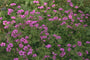 Ooievaarsbek - Geranium 'Patricia'