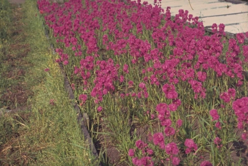 Rode Pekanjer - Lychnis viscaria 'Plena'