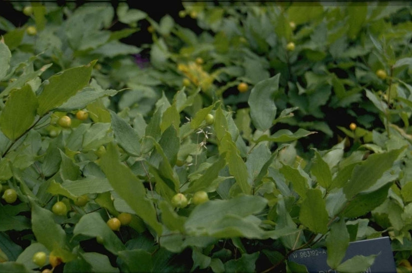 Cymbalaria pallida 'Alba'