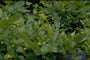 Disporum sessile