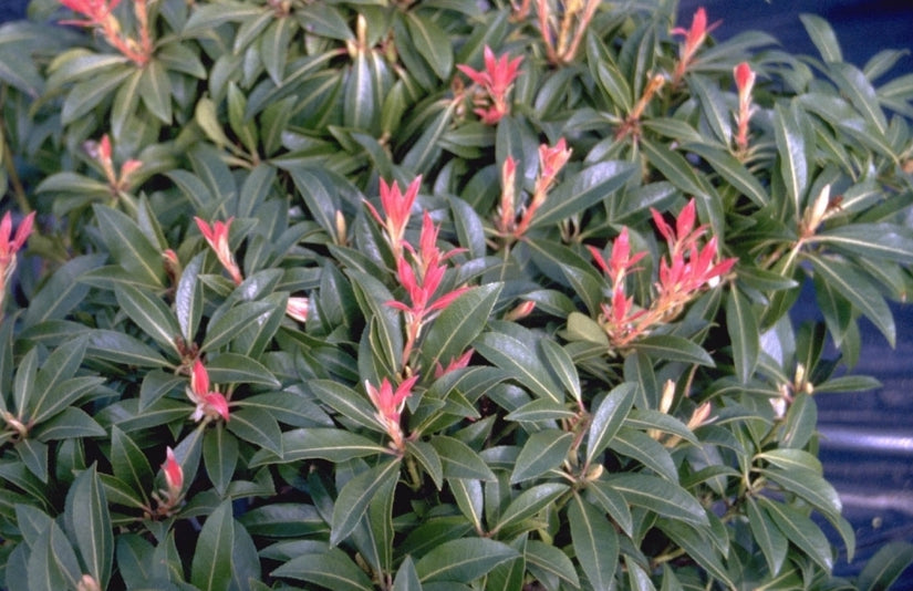 Rotsheide - Pieris 'Forest Flame'