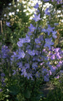 Campanula pyramidalis