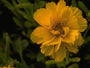 Meisjesogen - Coreopsis grandiflora 'Sunray'
