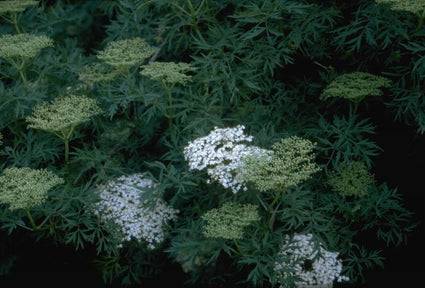 Peterselievlier - Sambucus nigra 'Laciniata'