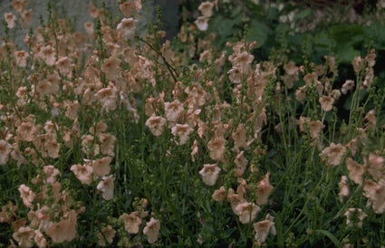 Diascia 'Salmon Supreme'