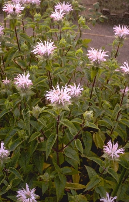 Bergamotplant - Monarda 'Fishes'