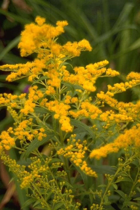 Guldenroede - Solidago 'Golden Mosa'