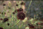 Duifkruid - Scabiosa 'Chile Black'