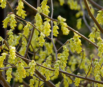 Schijnhazelaar - Corylopsis spicata