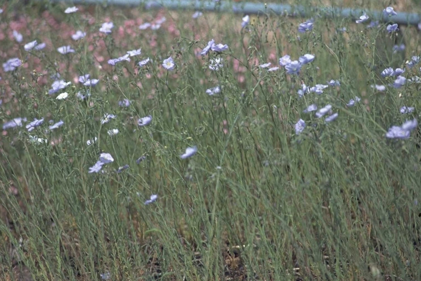 Linum perenne