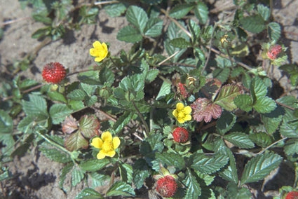 Duchesnea indica