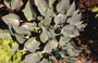 Hartlelie - Hosta 'Halcyon'