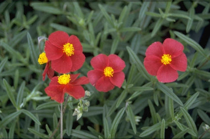 Zonneroosje - Helianthemum 'Supreme'