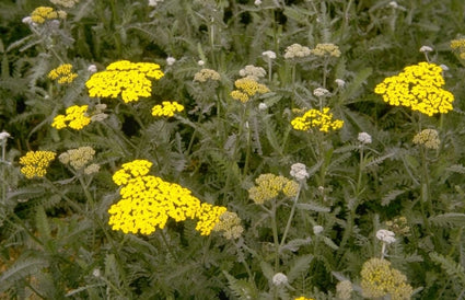Duizendblad - Achillea 'Moonshine'