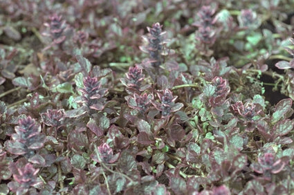 Kruipend Zenegroen - Ajuga reptans 'Delight'