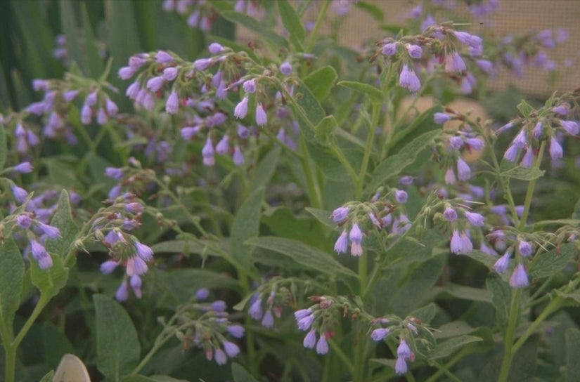 Symphytum azureum