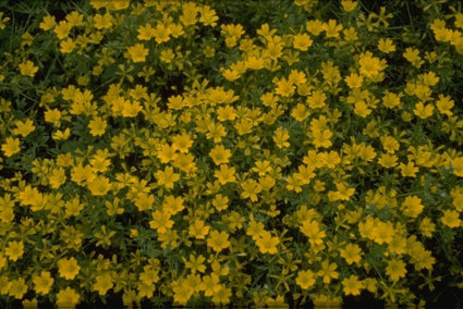 Limnanthes douglasii var. sulphurea