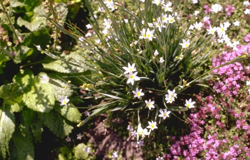 Sisyrinchium bermudianum 'Album'