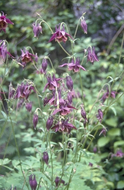 Akelei - Aquilegia viridiflora 'Chocolate Soldier'