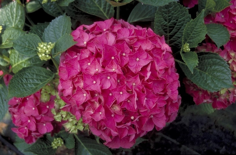 Hortensia - Hydrangea macrophylla 'alpenglühen'