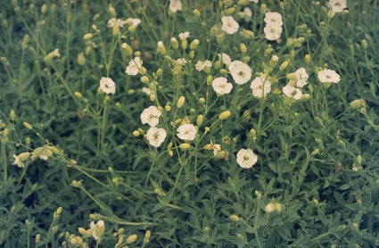 Silene - Silene maritima 'Weisskehlchen'