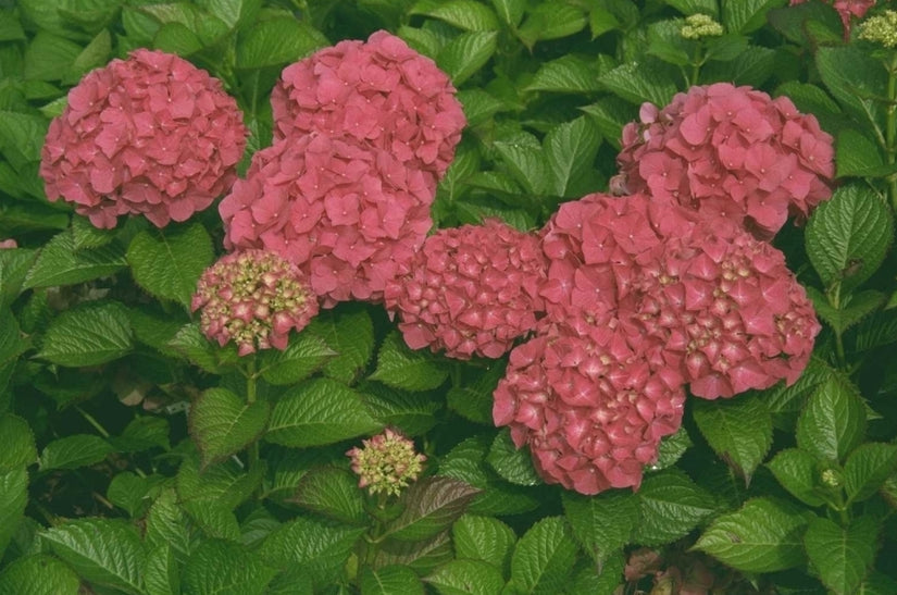 Hortensia - Hydrangea macrophylla 'Holstein'