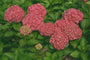 Hortensia - Hydrangea macrophylla 'Holstein'