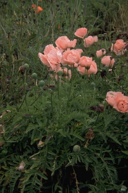 Oosterse klaproos - Papaver orientale 'May Sadler'