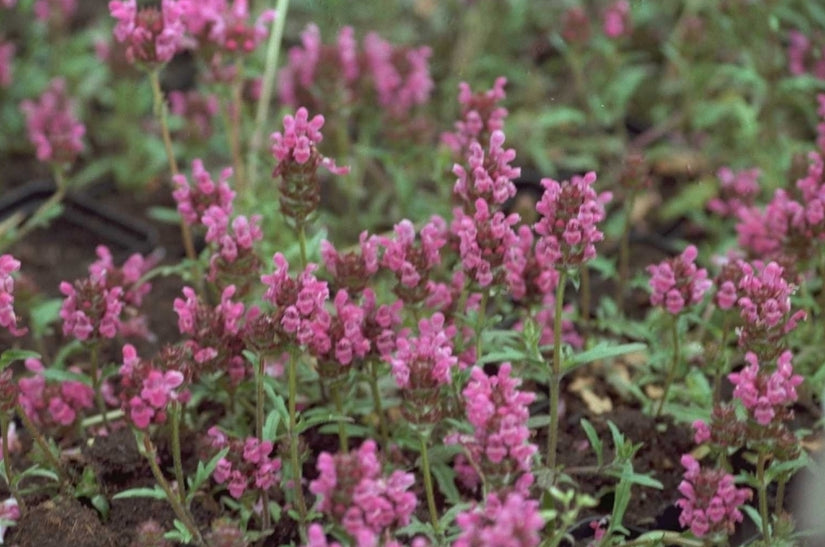 Brunel - Prunella grandiflora 'Carminea'