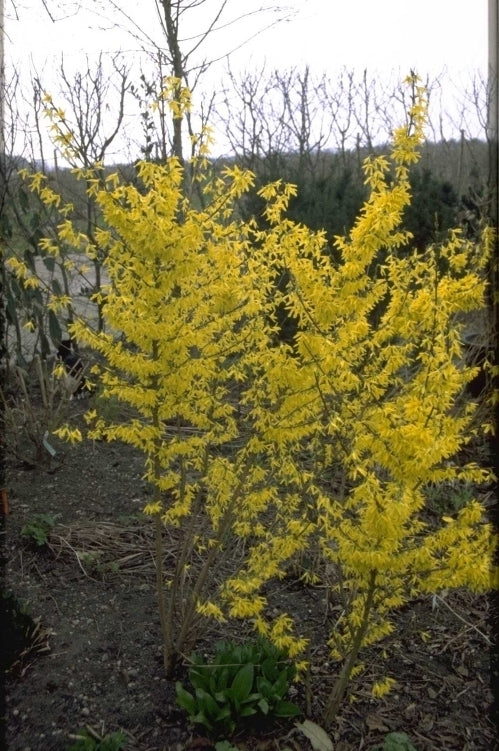 Forsythia x intermedia 'Spectabilis'