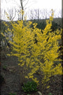 Forsythia x intermedia 'Spectabilis'