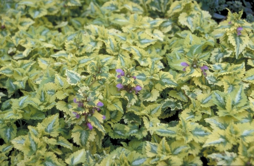 Gevlekte dovenetel - Lamium maculatum 'Golden Anniversary'