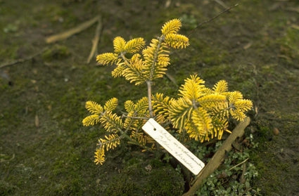 Kaukasische zilverspar - Abies nordmanniana 'Golden Spreader'