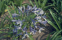 Afrikaanse lelie - Agapanthus 'Donau'