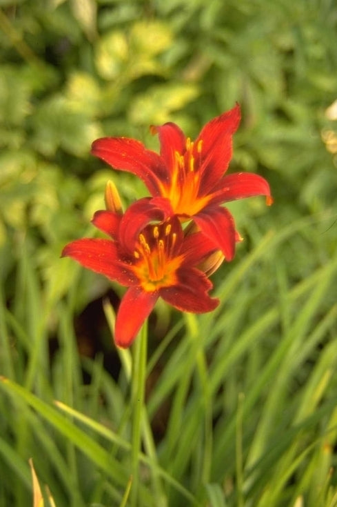 Daglelie - Hemerocallis 'Sammy Russell'