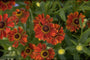 Zonnekruid - Helenium 'Wonadonga'