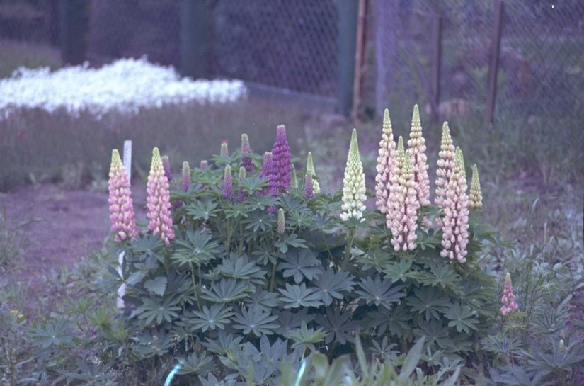 Lupine - Lupinus Russell Hybrids