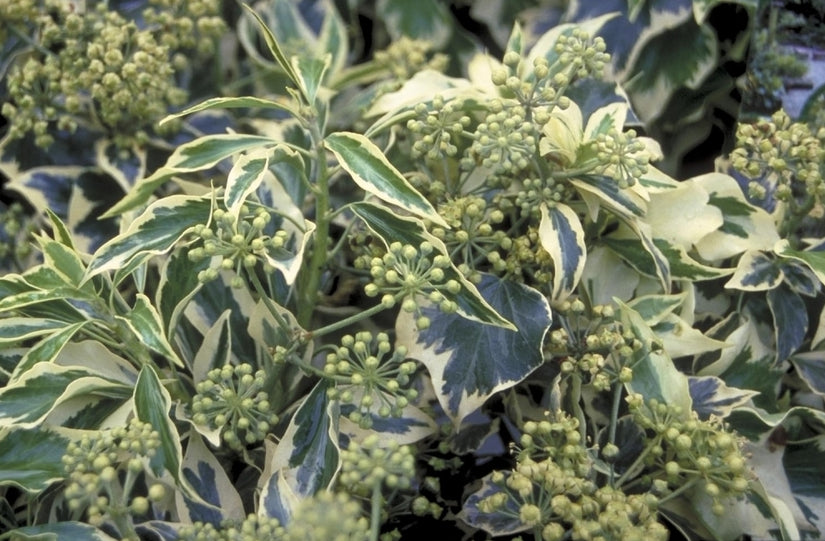 Struikklimop - Hedera colchica 'Golden Icecream'