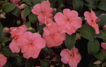 Vlijtig liesje - Impatiens walleriana 'Salmon'