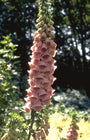 Vingerhoedskruid - Digitalis 'Mertonensis'