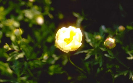 Globebloem - Trollius 'Alabaster'