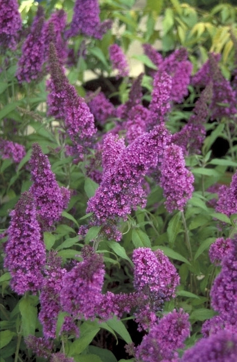 Vlinderstruik - Buddleja davidii 'Peacock'