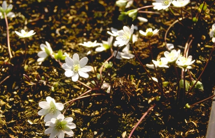 Leverbloempje - Hepatica americana