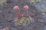 Sempervivum x funckii