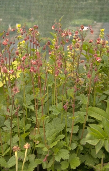 Knikkend nagelkruid - Geum rivale