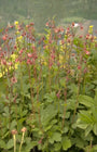 Knikkend nagelkruid - Geum rivale