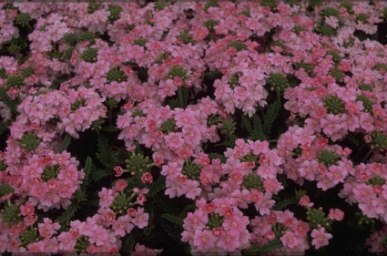 IJzerhard - Verbena 'Romance Pink'