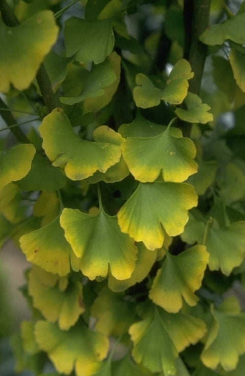 Japanse notenboom - Ginkgo biloba